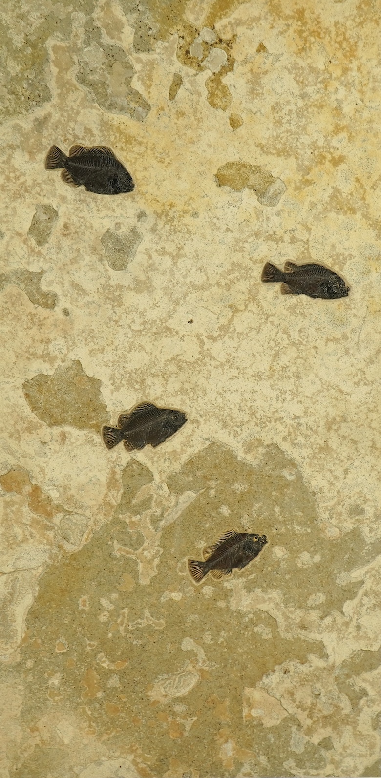 A large and impressive fish fossil triptych